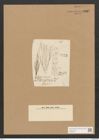 Berkeleya bombycina (Kuetz.) Grun. (de-Toni-Nr.: Genus 21, Species 1221) Zeichnungen Sammlung Grunow Nr. 2362 (NHMW-BOT-W0369495)